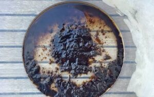 A picture of diesel bug found in poorly maintained engines.